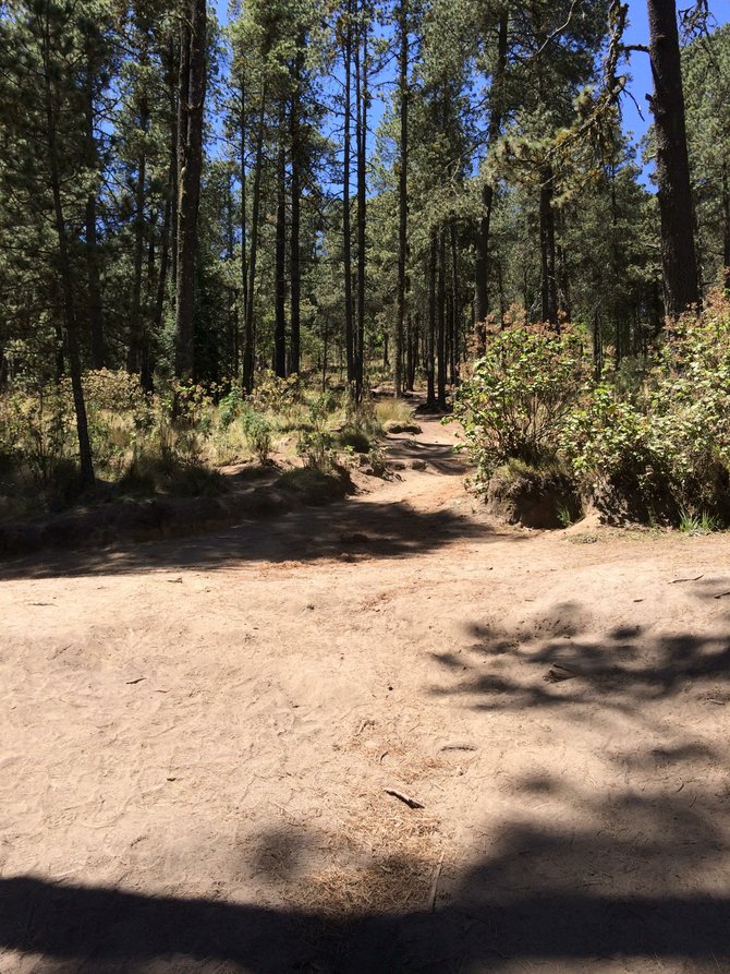 Trail through the Pine Forest