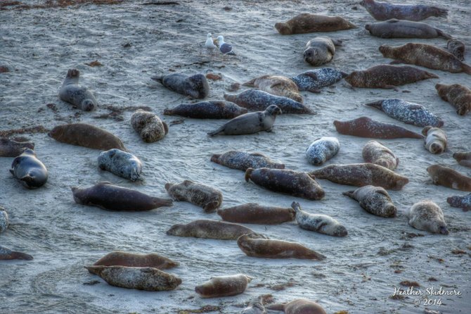 San Diego Seals 