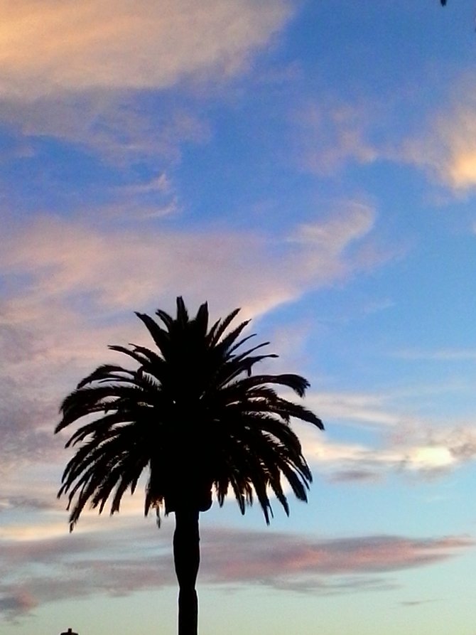 Harbor island palm tree at sundown