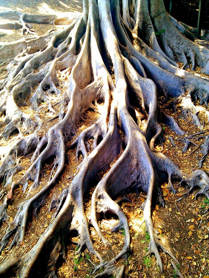 Magnolia tree roots at Balboa park