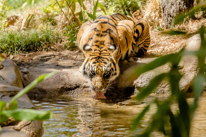 A thirsty Tiger at the Safari Park Tiger Trail.