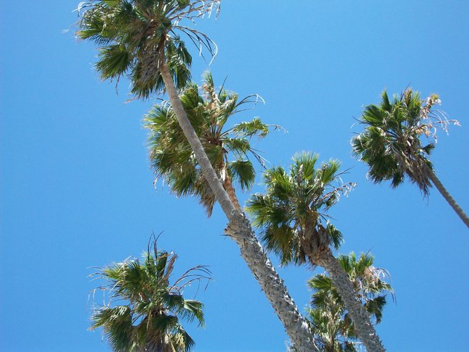 La Jolla Shores palm trees sway in the Santa Ana winds.
