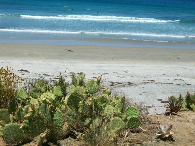 Cactus plants above La Jolla Shores beach,