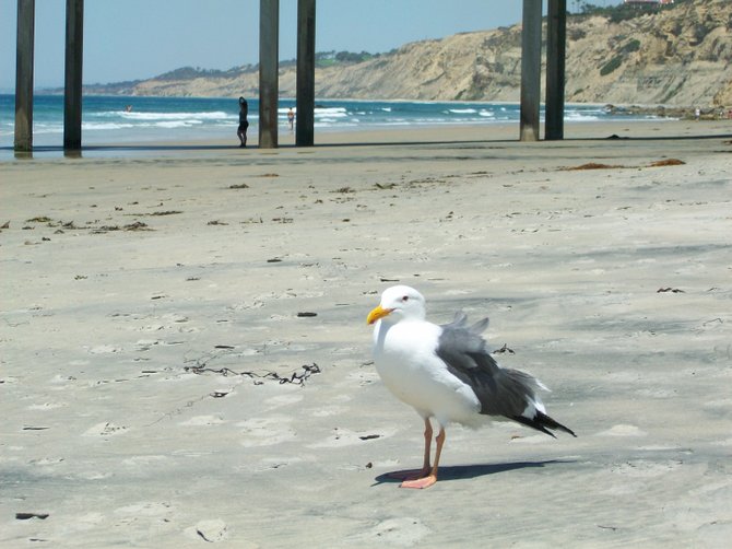 Curious sea gull at La Jolla Shores beach.