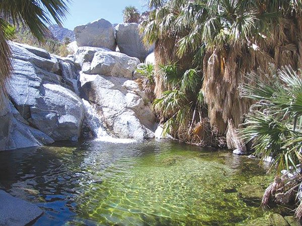 Guadalupe Canyon Oasis