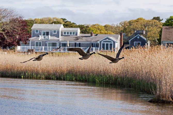 Geese flying.  Cape Cod Massachusetts 2014.