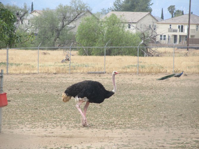 Ostrich and peacock at Hilliker's Eggs Farm.
