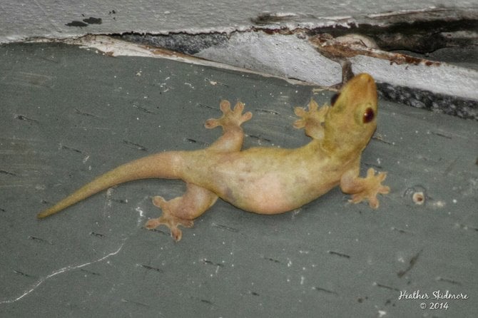 Gecko hanging around.
American Samoa