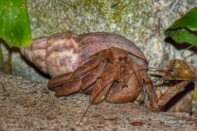 Just a little crabby.
American Samoa