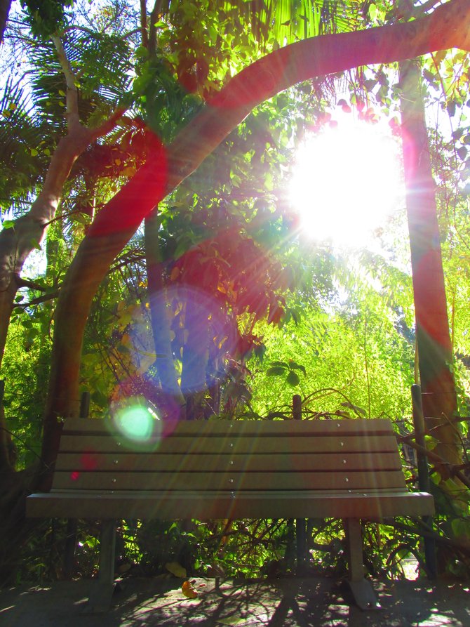 A bench in Balboa. Balboa Park San Diego.