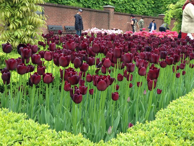 Flower Fields at Keukenhof, the Netherlands.  May 2014