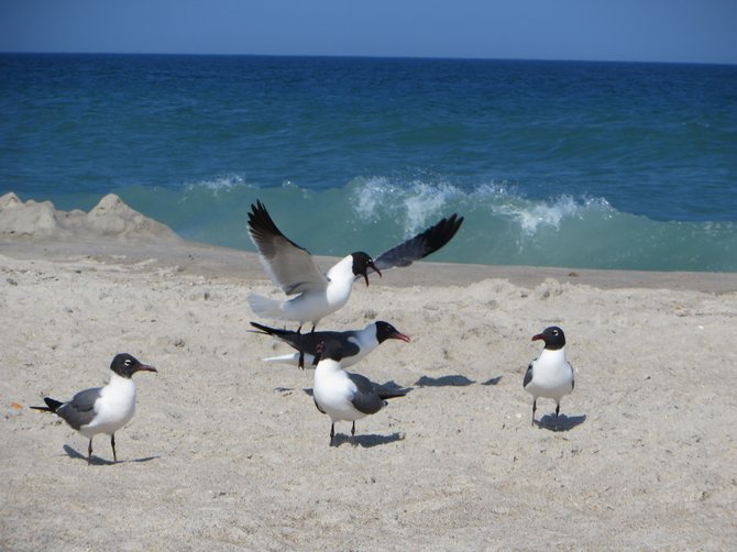 Exited seagull at Carolina Beach, North Carolina