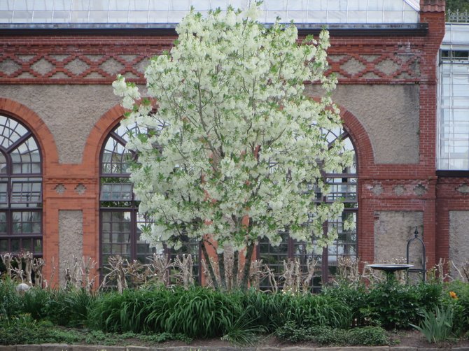 Blooming tree at the Bitlmore Estate, North Carolina