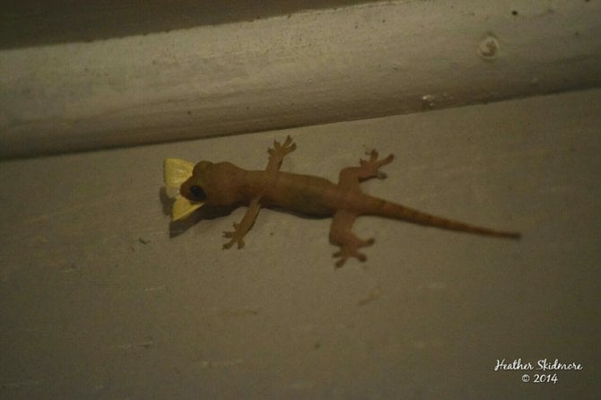 Snack time. 
American Samoa