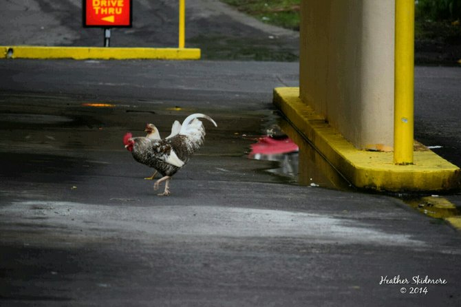 Cluck cluck. 
American Samoa