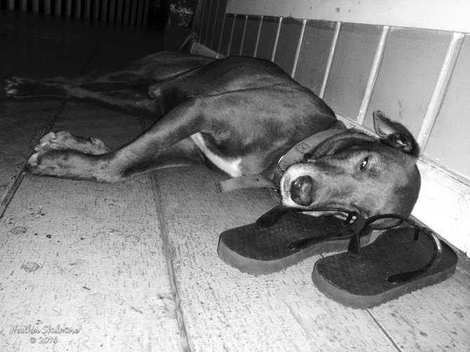 It's a dog's life. Island boy.
American Samoa