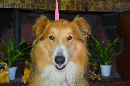 Collin the Collie adopted from Dog Rescue Without Borders