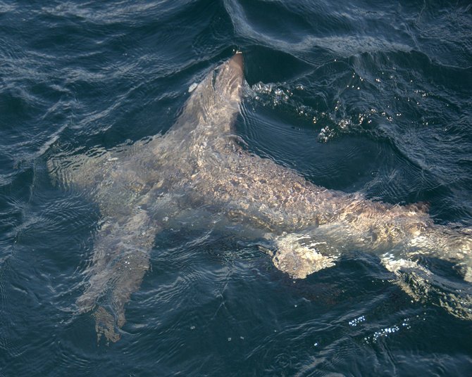 Bull shark