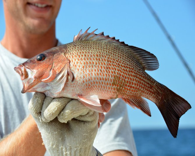 Hook to Cook Catch