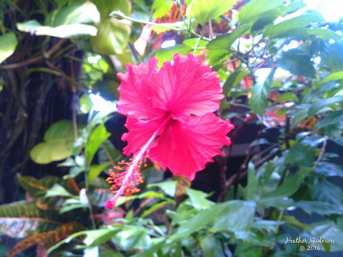 Hibiscus, American Samoa