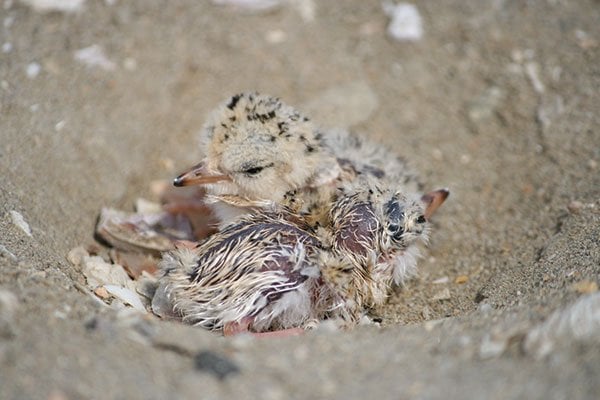 California least tern chicks