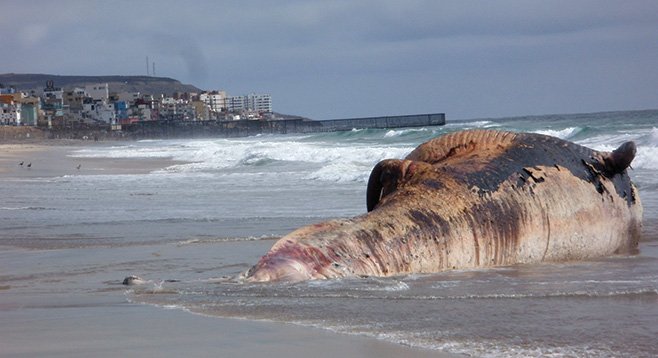 The fin whale that washed up in Imperial Beach on May 24 after an unsuccessful tow out to sea  - Image by Marty Graham