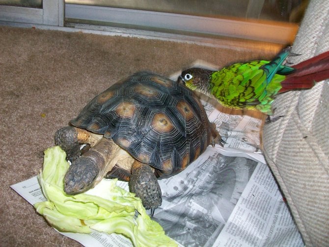 Hungry turtle and curious conure parrot in Ocean Beach.