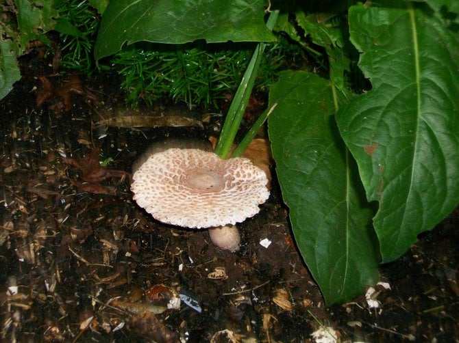 Mushroom growing in a damp compost pile in Ocean Beach.