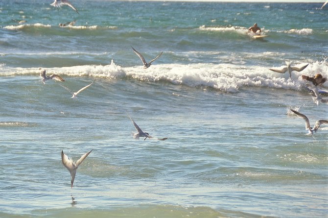Rare migratory swarms of sardines and anchovies prompt thousands of sea birds to claim their part of the moveable feast. The fish have been spotted in the coastal waters of San Diego for the past two weeks, first in La Jolla, this time in Ocean Beach.