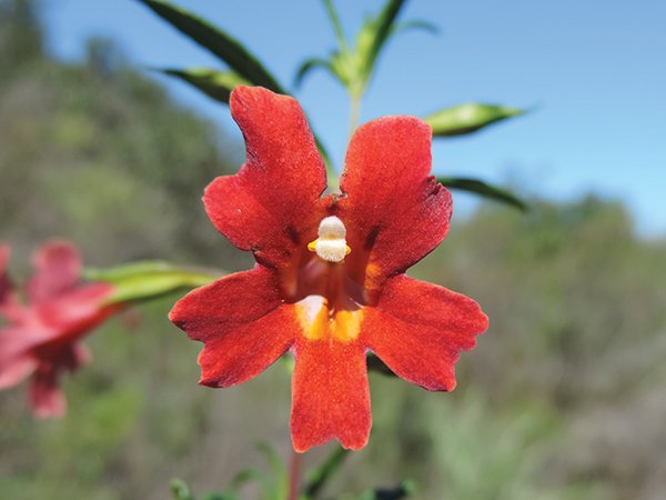 Bush monkeyflower is a common chaparral bloom.