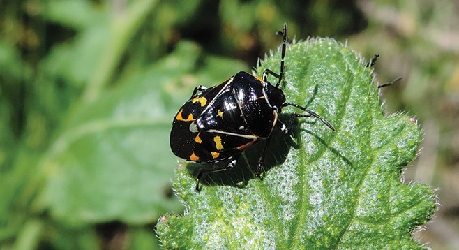 Easy to miss is the harlequin bug.