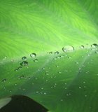 Water Droplets on Leaf, San Diego Zoo