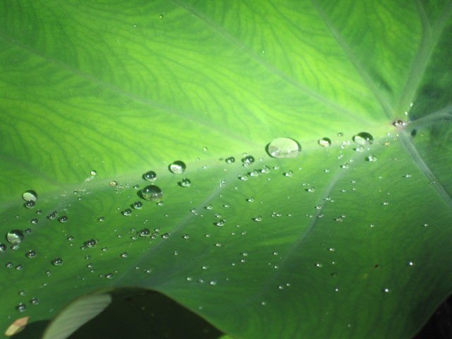 Water Droplets on Leaf, San Diego Zoo