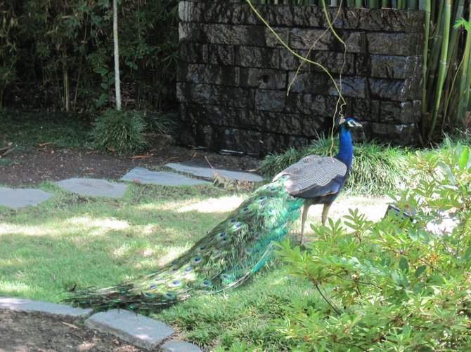 A proud peacock struts at the Los Angeles County Arboretum & Botanic Garden.