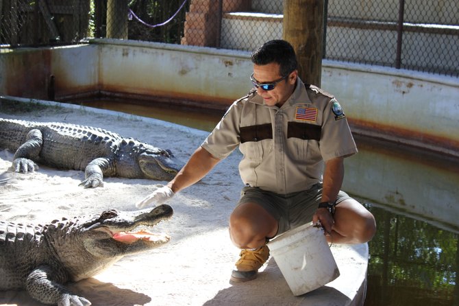 Alligators are fed several times a day at Everglades Safari Park