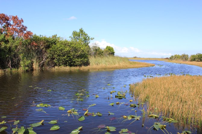 The Everglades is technically a river, flowing southwest at the slow rate of about a quarter mile a day.