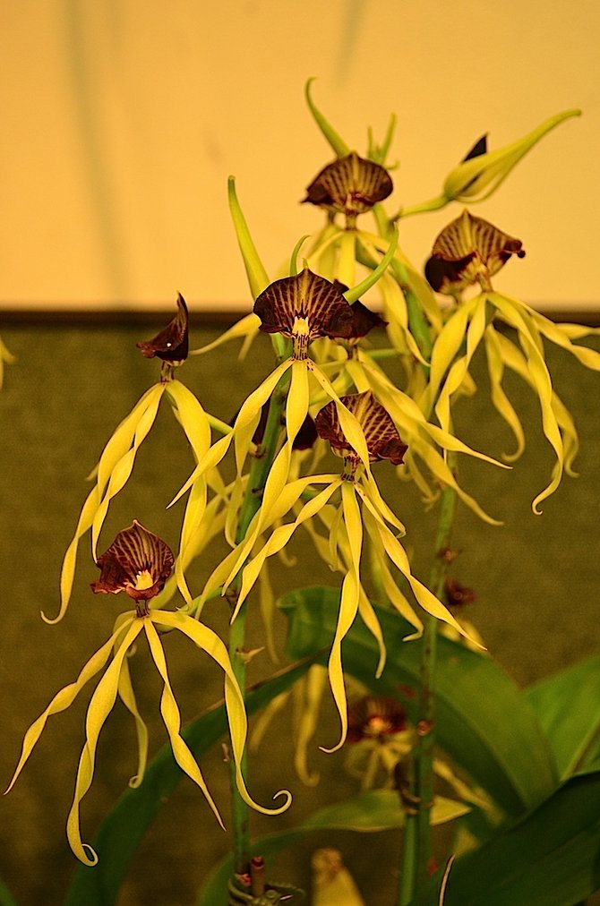 Brassia orchid at summer orchid show in Balboa Park, July 2014.  