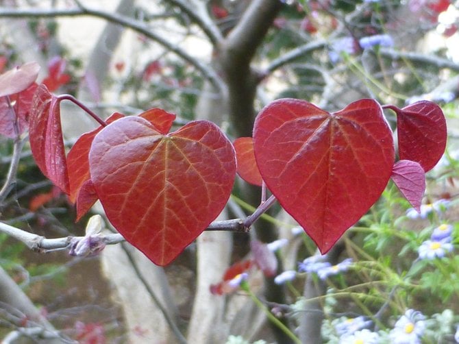These beautiful heart shaped leaves come from the Cercis canadensis, or forest pansy, from a tree in Zoro Gardens in Balboa Park. 
