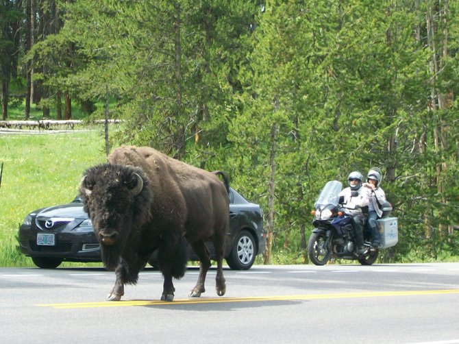 Buffalo running in traffic in Yellowstone Park, Wyoming.