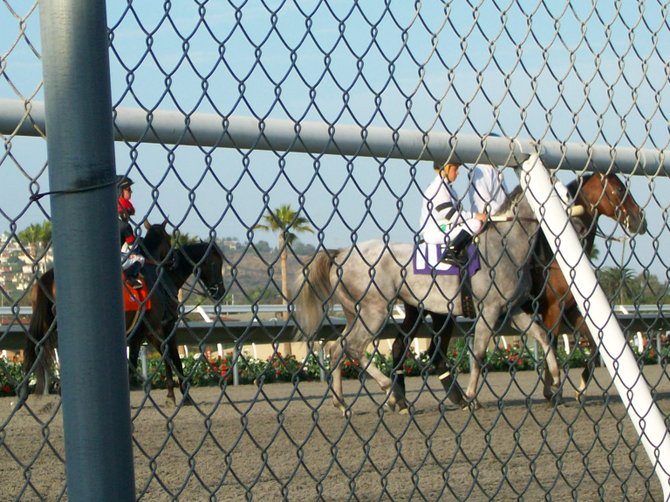 Race horses getting walked and readied to race at Del Mar Racetrack.
