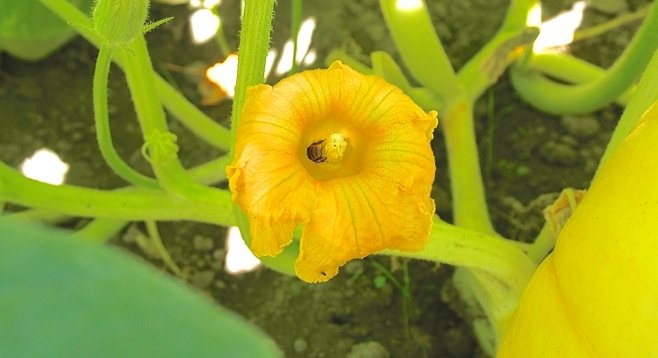Sherrie Bates said the female pumpkin flower needs to be pollinated by a bee in just one day. Photo Weatherston