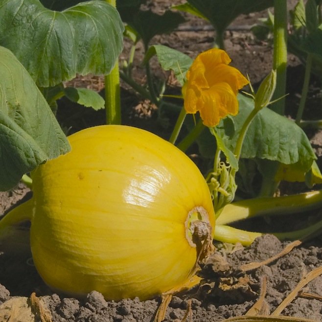 Delicate blossoms are turning into pumpkins at the Bates Nut Farm in Valley Center, Calif. Photo by Weatherston