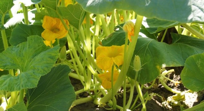 Broad leaves of the pumpkin plant make shade for blooms that will turn into giant orange squash. Photo by Bob Weatherston