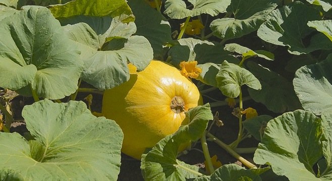 Young pumpkins and blooms out in the field at Bates Nut Farm in Valley Center, California. Photo by Bob Weatherston