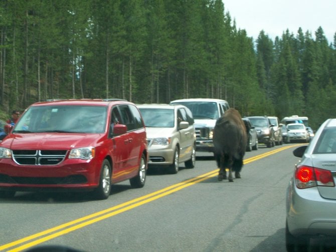 Buffalo going against the traffic near Yellowstone on the road to the entrance of the Upper Falls. 