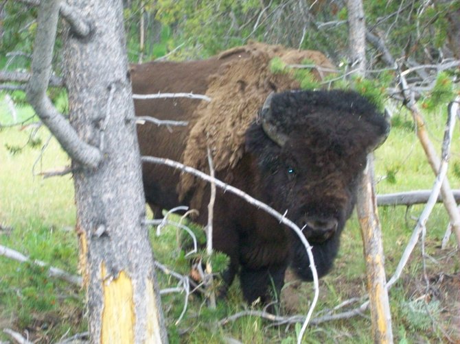 Bison in Hayden Valley near Yellowstone love to rub themselves against the trees.