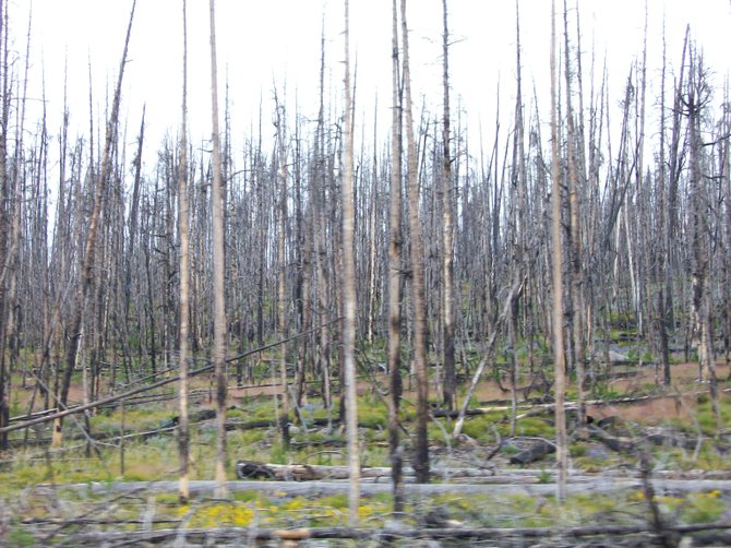 Lightning strikes start fires in Wyoming--not drought. These burned trees were found on the eastern side of the Southern Loop along Yellowstone Lake.