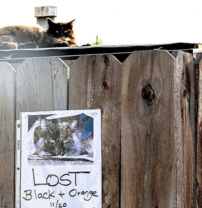 Lost Cat
loma portal