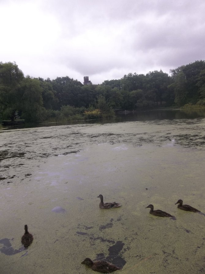 Central Park ducks, New York City
