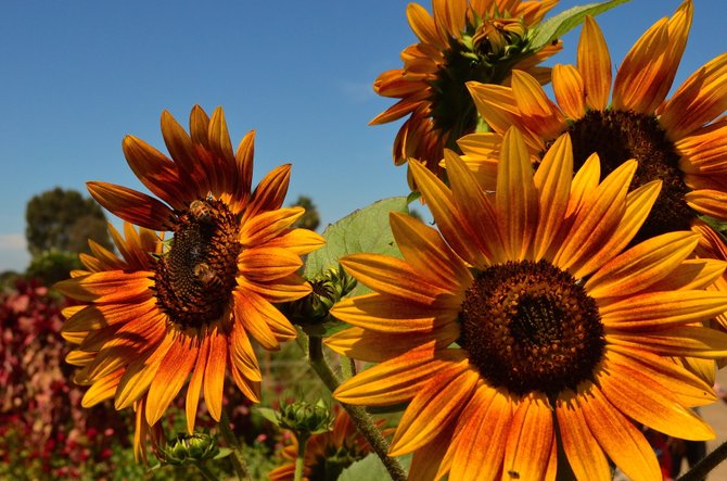 Sunflowers at Susie's Farm, Chula Vista, CA.  August 2014.  